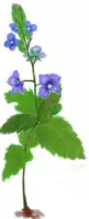 Vorschau - selbst erstellte Cliparts/Grafiken - Wiesenblumen Clip Arts in Farbe und als Ausmalbilder - Seite 1