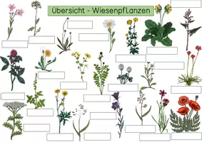 Vorschau - Arbeitsblätter - Arbeitsblatt - Wiesenpflanzen - Seite 2