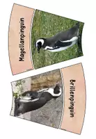 Vorschau - Stationenlernen - Legekreis Pinguine Pinguinarten - Seite 2