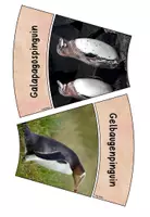 Vorschau - Stationenlernen - Legekreis Pinguine Pinguinarten - Seite 3