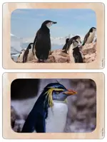 Vorschau - Präsentationen/Tafelbilder - Wort- und Bildmaterial zum Pinguin - Seite 3