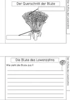 Vorschau - Arbeitsblätter - Forscherheft - Löwenzahn - Seite 2