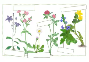Vorschau - Arbeitsblätter - Wiesenblumen Arbeitsblatt - Seite 3