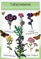 Vorschau - Präsentationen/Tafelbilder - Tafelmaterial - Bestäuberfreundliche Pflanzen - Deckblatt