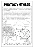 Vorschau - Arbeitsblätter - Photosynthese - AB, Infotext & PowerPoint-Präsentation #edukilights22 - Seite 3