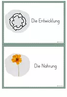 Vorschau - Arbeitsblätter - Differenzierte Arbeitsblätter - Schmetterling - Klasse 1/2 - Seite 3