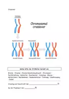 Vorschau - Arbeitsblätter - Crossing Over Grafik Aufgaben Lösung - Seite 2