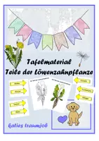 Vorschau - Arbeitsblätter - Löwenzahn - Forscherheft und Tafelmaterial - Seite 1