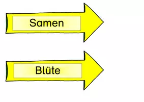Vorschau - Präsentationen/Tafelbilder - Teile der Löwenzahnpflanze - Tafelmaterial - Seite 3