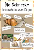Vorschau - Präsentationen/Tafelbilder - Die Schnecke - Körper und Aussehen - Tafelmaterial - Deckblatt