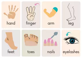 Vista previa - Decoración del aula - ¡Flashcards Partes del cuerpo en Inglés! - página 3
