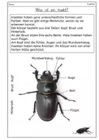 Vorschau - Arbeitsblätter - Insekten: Arbeitsblätter mit Fotos und Lösungen - Seite 1