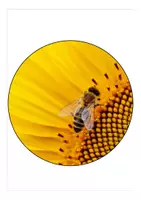 Vorschau - Mal- und Bastelvorlagen - Wimpel Schulanfang Bienenklasse - Seite 1