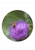 Vorschau - Mal- und Bastelvorlagen - Wimpel Schulanfang Bienenklasse - Seite 2