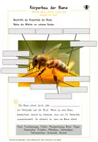 Vorschau - Arbeitsblätter - Bienen - Arbeitsblätter, Tafelmaterial & digitale Aufgaben - Seite 1