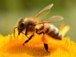 Vorschau - Arbeitsblätter - Bienen - Arbeitsblätter, Tafelmaterial & digitale Aufgaben - Seite 3