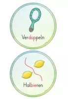Vorschau - Poster - Rechentricks (ZR 20) für dein Klassenzimmer - Seite 3