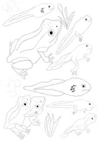 Vorschau - Präsentationen/Tafelbilder - Clipart – Set: “Der Frosch” - Von der Kaulquappe zum Frosch - Seite 3
