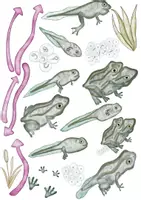 Vorschau - Präsentationen/Tafelbilder - Clipart – Set: “Der Frosch” - Von der Kaulquappe zum Frosch - Seite 2