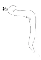 Vorschau - Mal- und Bastelvorlagen - Die Schnecke - Mal- und Bastelvorlagen - Seite 2