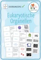Vorschau - Stationenlernen - Eukaryotische Organellen - 5x Aktivitäten und Spiele - Seite 1