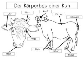 Vorschau - Arbeitsblätter - Übersichtsblatt - Der Körperbau einer Kuh 2 - Seite 3