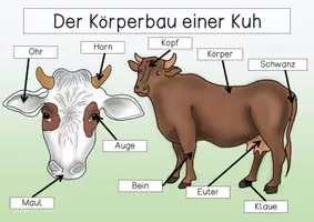 Vorschau - Arbeitsblätter - Übersichtsblatt - Der Körperbau einer Kuh 2 - Seite 2