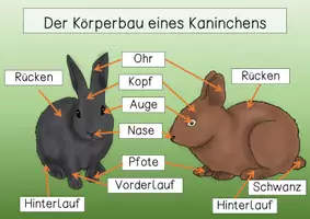 Vorschau - Arbeitsblätter - Übersichtsblatt- Körperbau eines Kaninchens - Seite 2