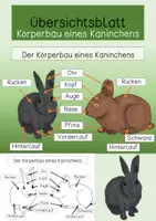 Vorschau - Arbeitsblätter - Übersichtsblatt- Körperbau eines Kaninchens - Deckblatt