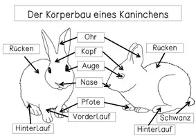 Vorschau - Arbeitsblätter - Übersichtsblatt- Körperbau eines Kaninchens - Seite 3