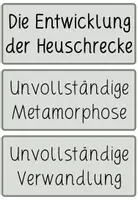 Vorschau - Poster - ENTWICKLUNG DER HEUSCHRECKE - Bildkarten / Tafelkarten - Seite 2