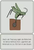 Vorschau - Poster - ENTWICKLUNG DER HEUSCHRECKE - Bildkarten / Tafelkarten - Seite 3