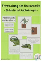 Vorschau - Poster - ENTWICKLUNG DER HEUSCHRECKE - Bildkarten / Tafelkarten - Deckblatt