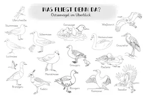 Vorschau - Arbeitsblätter - Übersichtsblatt / Arbeitsblatt: Ostseevögel - Seite 3