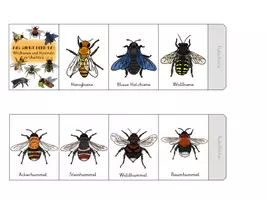 Vorschau - Merkblätter - Leporello - Wildbienen und Hummeln - Seite 2