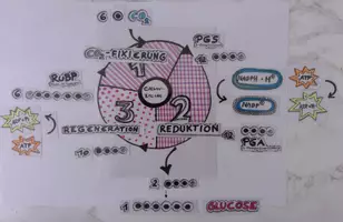 Vorschau - Interaktives Material - Puzzle Calvinzyklus Stoffwechsel Biologie Q1 - Seite 1