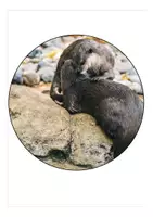 Vorschau - Mal- und Bastelvorlagen - Girlande Schulanfang Otterklasse - Seite 1