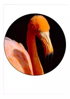 Vorschau - Poster - Wimpel Flamingo / Flamingoklasse - Seite 2