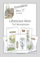 Vorschau - Mal- und Bastelvorlagen - Lebensraum Wiese: 5 Wiesenpflanzen als Papiermodelle mit Bildkarten und Wissenskarten - Deckblatt