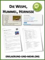 Vorschau - Arbeitsblätter - Wespe, Hummel und Hornisse (Materialpaket) - Deckblatt
