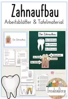 Vorschau - Arbeitsblätter - Zähne: Zahnaufbau - Arbeitsblätter & Tafelmaterial - Deckblatt