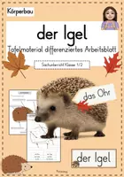 Vorschau - Arbeitsblätter - Körperbau Igel: Tafelmaterial und differenziertes Arbeitsblatt - Deckblatt