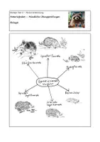 Vorschau - Arbeitsblätter - Materialpaket - Mündliche Übungsprüfungen Biologie NRW - Deckblatt