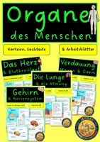 Vorschau - Arbeitsblätter - Organe des Menschen - Deckblatt