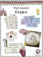 Vorschau - Arbeitsblätter - Unsere Organe Material-Bundle * Materialpaket Körper und Organe - Deckblatt