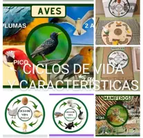 Vista previa - Unidades / Secuencias / Situaciones de Aprendizaje - Paquete: ciclo de vida y características de los animales. - Portada