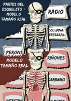 Vista previa - Hojas de trabajo - Modelo a tamaño real A3 del cuerpo humano - Esqueleto+Órgano - Portada