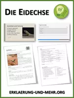 Vorschau - Arbeitsblätter - Die Eidechse (Materialpaket) - Deckblatt