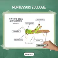 Vorschau - Spiele - Materialpaket MONTESSORI ZOOLOGIE 1. - Deckblatt