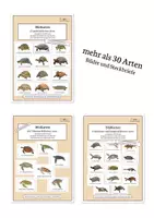 Vorschau - Poster - Schildkröten – Bilder von mehr als 30 Arten | Formenvielfalt und Anpassung - Deckblatt